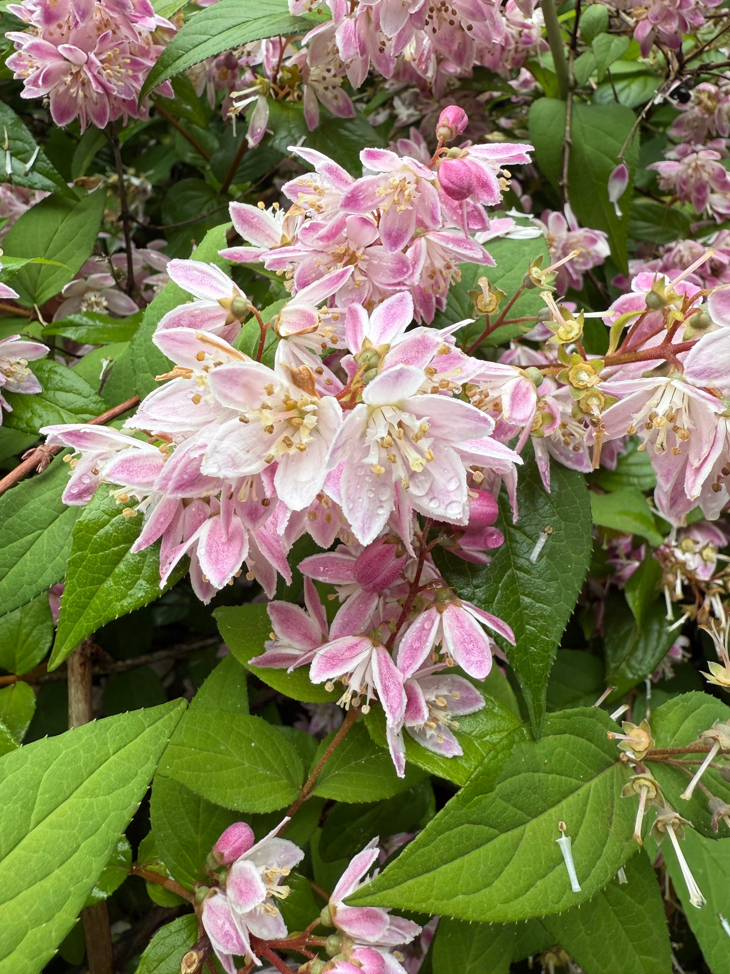 Pink Magicien Deutzia