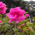 Autumn Carnation Encore Azalea shrub with pink flowers