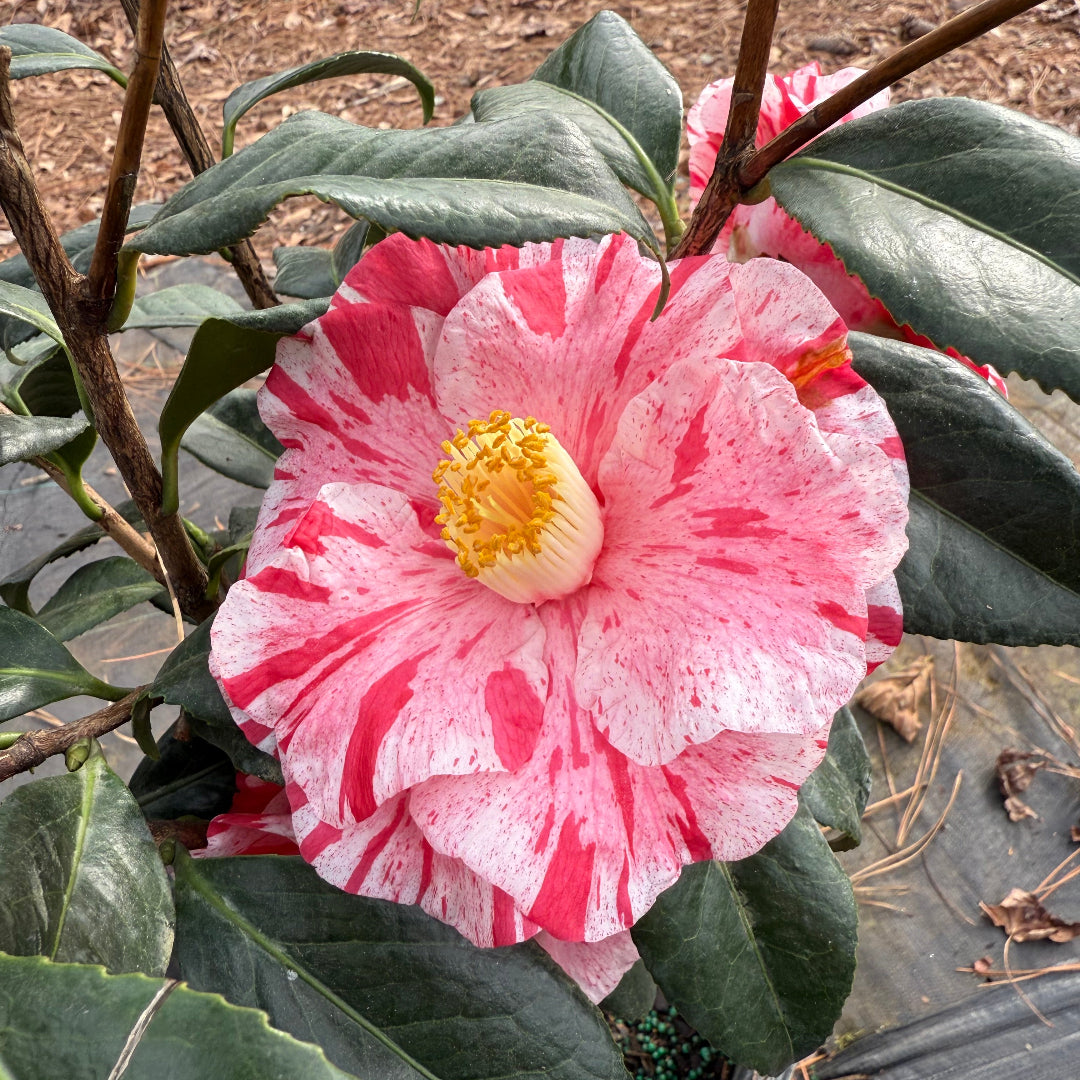 Tricolor Camellia