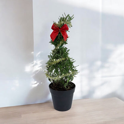 Athens Blue Rosemary