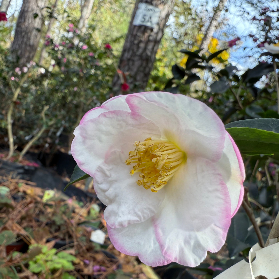 Yoi Machi Camellia - Gorgeous White Petals With Pale Pink Margins