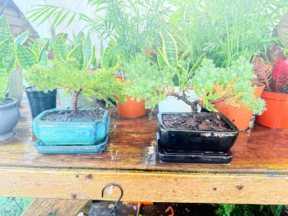 Collection of potted plants on a wooden table with a blurred background