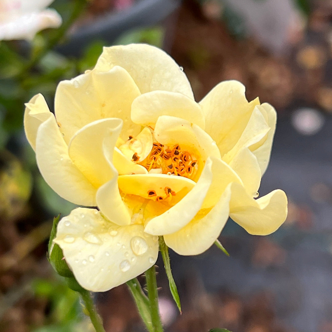 Lemon Drift Rose
