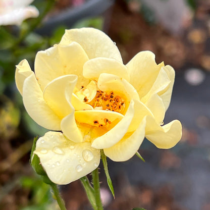 Lemon Drift Rose