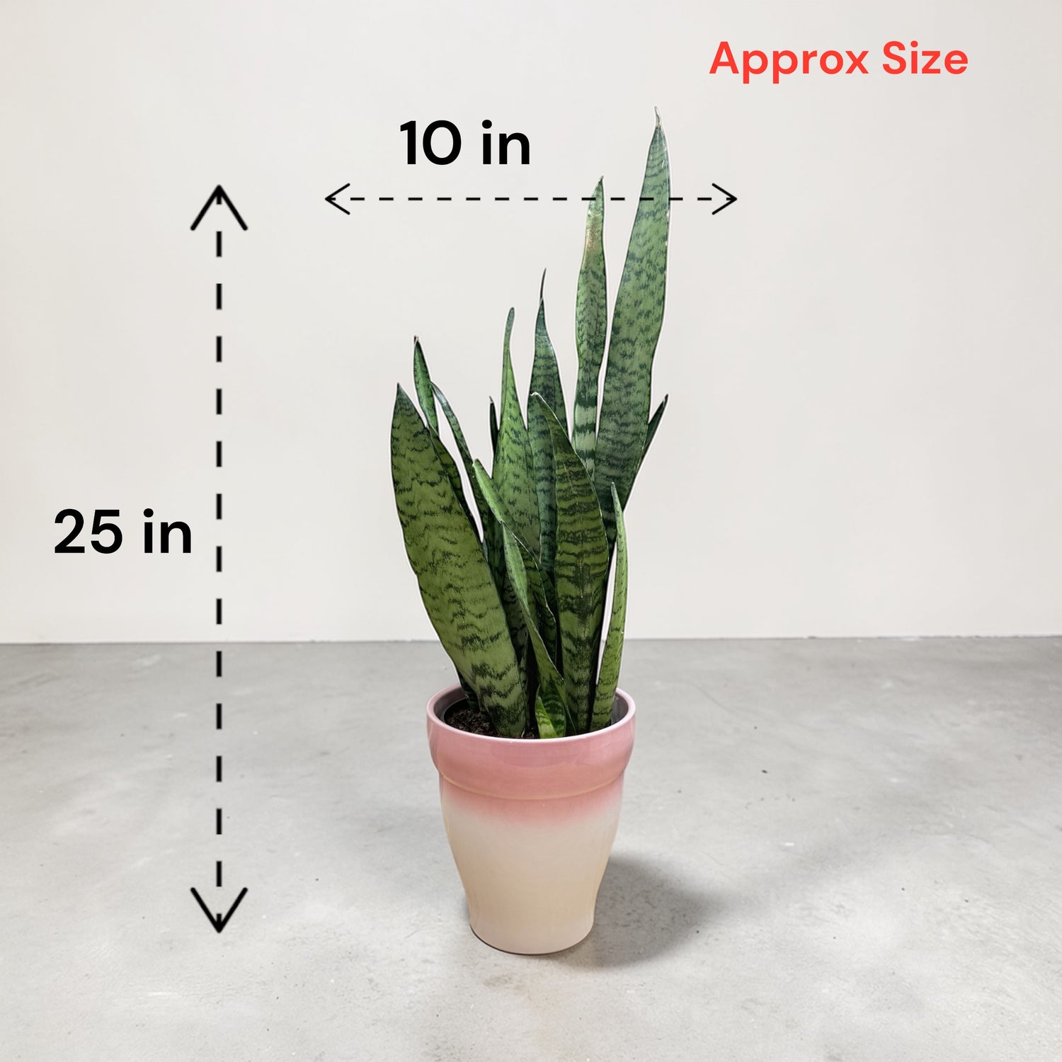 Snake Plant (Sansevieria trifasciata)