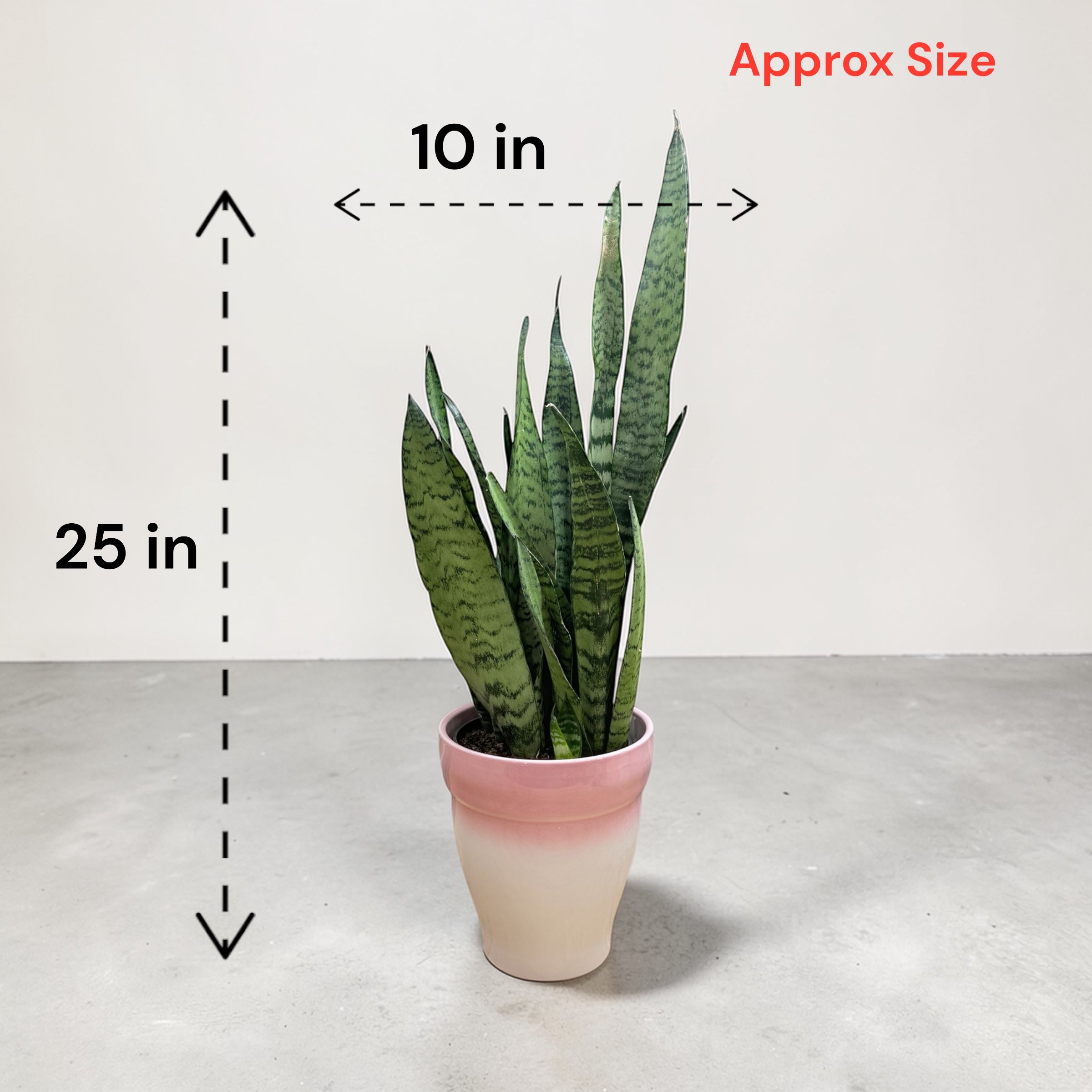 Snake Plant (Sansevieria trifasciata)