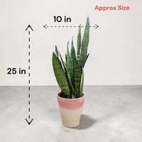 Snake Plant (Sansevieria trifasciata)