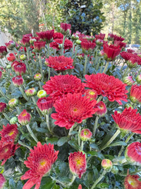 Tabitha Scarlet Mum Plant – Bright Red Fall Garden Chrysanthemum – Hardy Perennial Blooms
