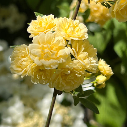 Climbing Yellow Lady Banks Rose