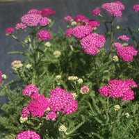 Achillea New Vintage Series 'Violet' - [EG]