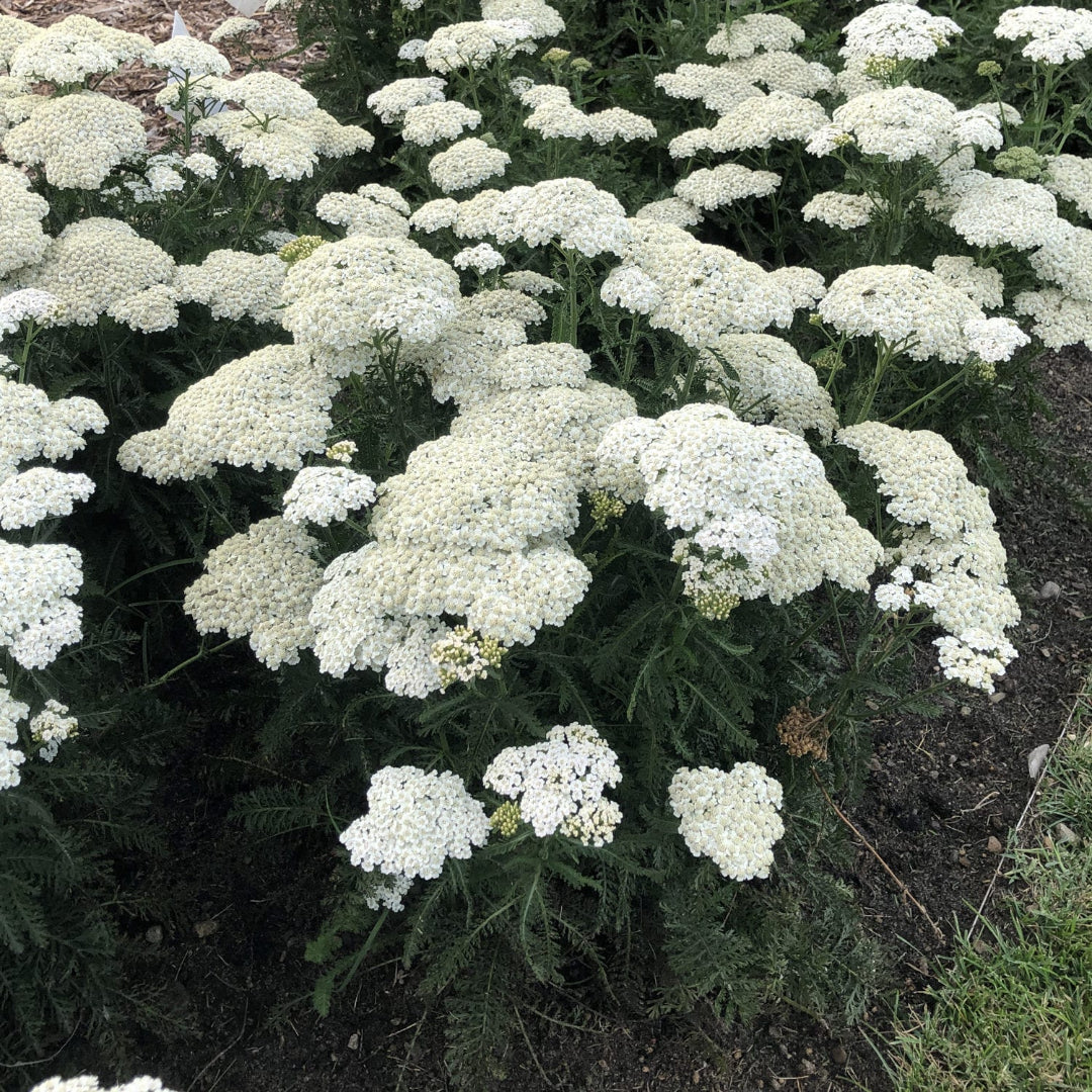 Achillea &
