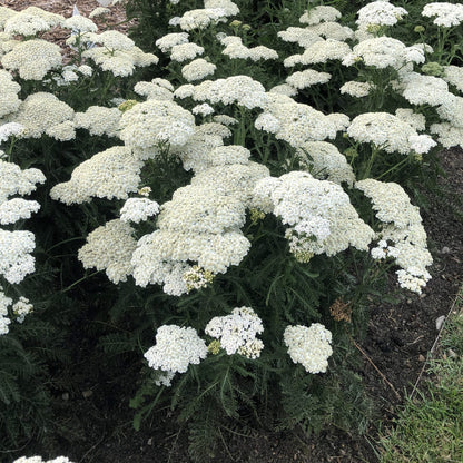Achillea &