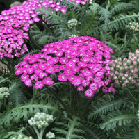 Achillea New Vintage Series 'Violet' - [EG]
