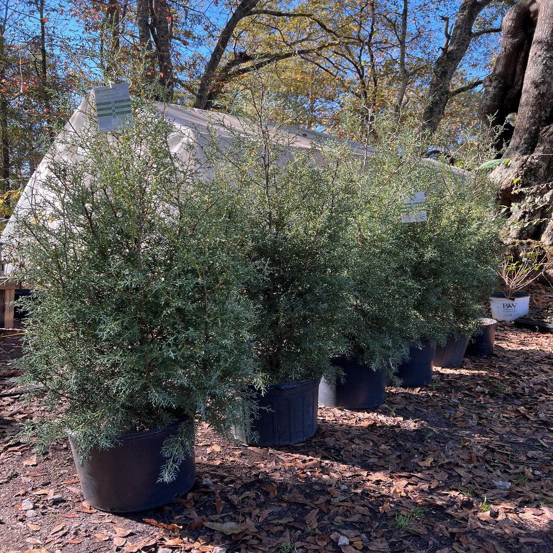Carolina Sapphire evergreen shrub showing natural cone shape growth pattern