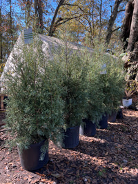 Carolina Sapphire evergreen shrub showing natural cone shape growth pattern