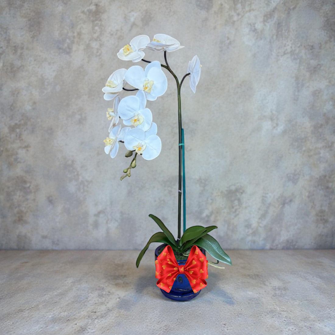 Elegant  White Orchid in Blue Ceramic Pot