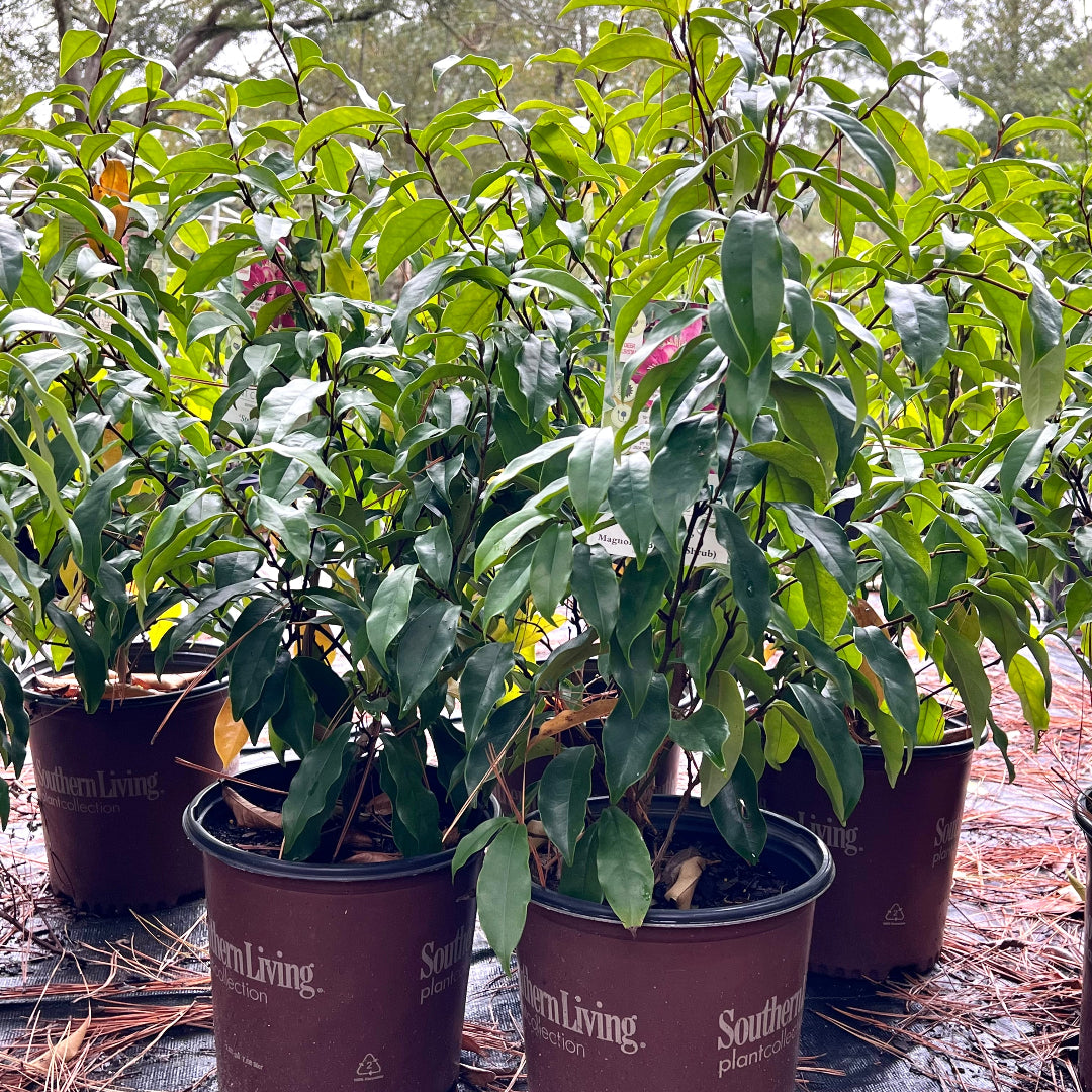 Stellar Ruby Magnolia