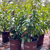 Magnolia Figo Stellar Ruby plant showing lush foliage and elegant, ruby-toned blossoms