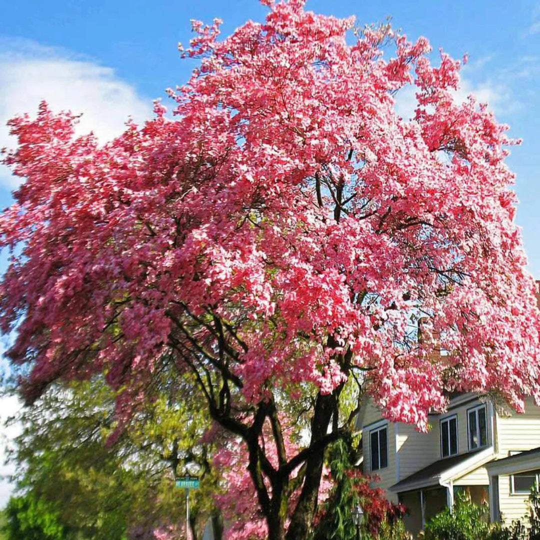 Cherokee Brave Flowering Dogwood in full bloom