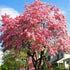 Vivid flowers from Cherokee Brave Dogwood Tree