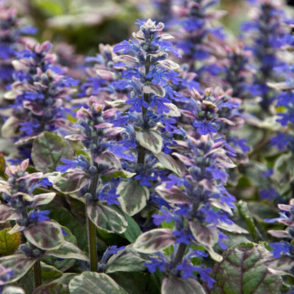 Ajuga reptans &