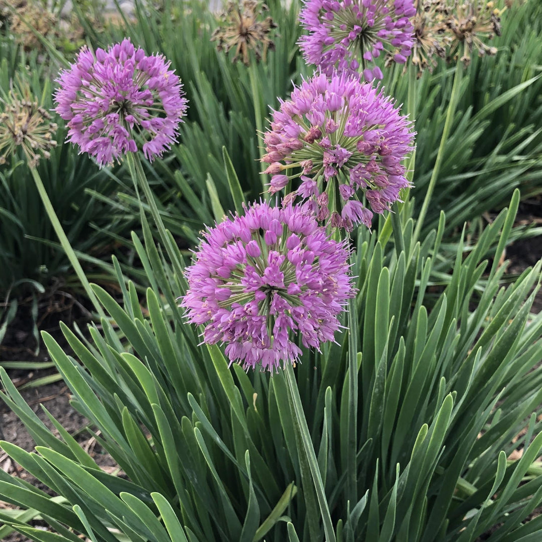 Allium &