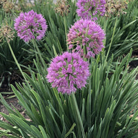 Allium 'Serendipity' Ornamental Onion - [EG]