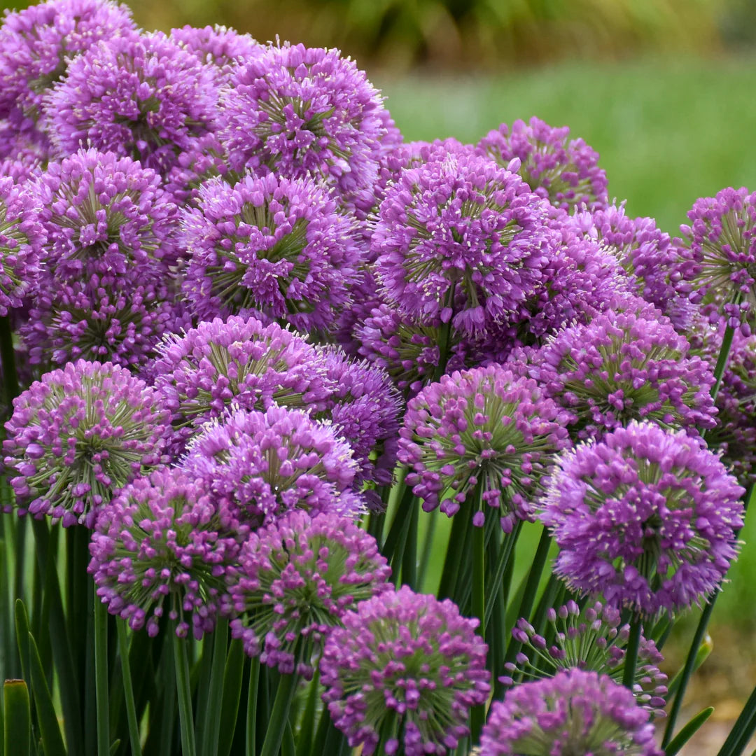 Allium &