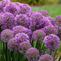 Allium 'Serendipity' Ornamental Onion - [EG]