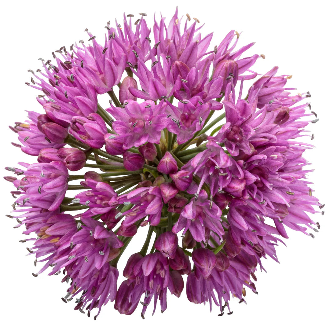 Allium &