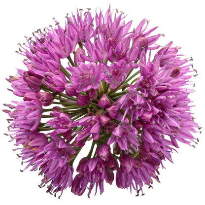 Allium &