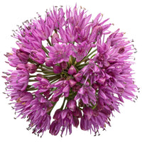 Allium 'Serendipity' Ornamental Onion - [EG]
