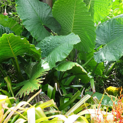 elephant ear plant hanging Borneo King Elephant Ear