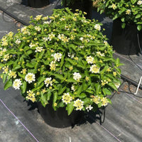 Lantana 'Luscious Royale Pina Colada'