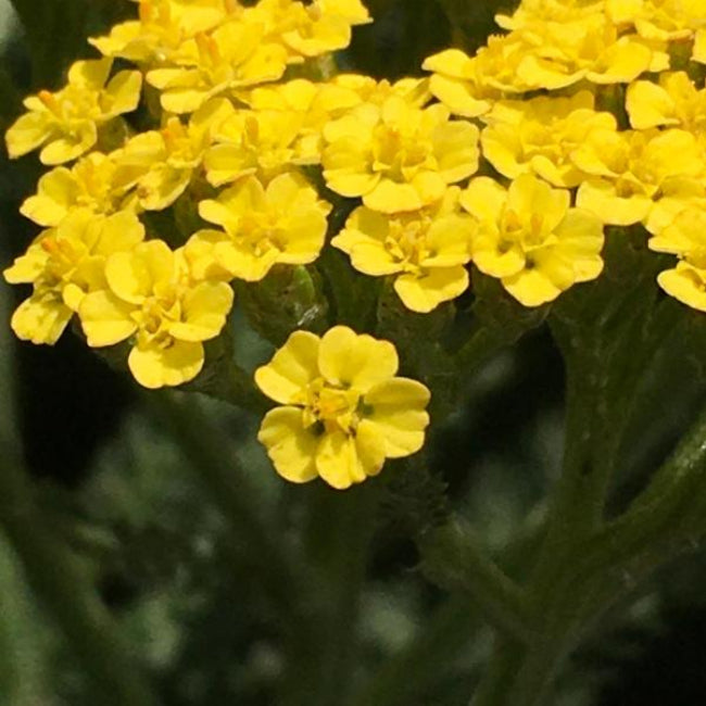 Achillea Firefly Collection &