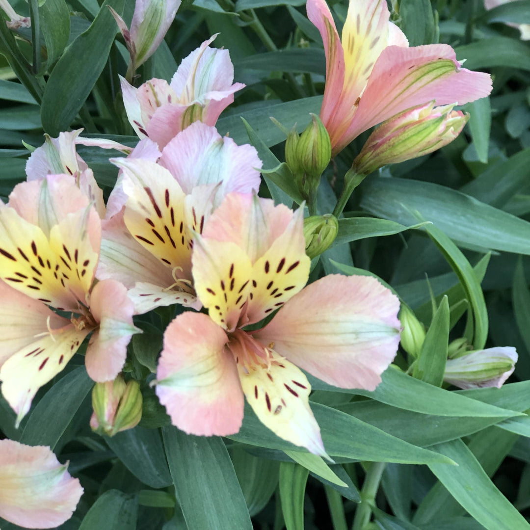 Alstroemeria Inca Ice Peruvian Lily