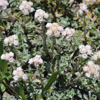 Antennaria carpatica 'White Pussytoes' - [EG]