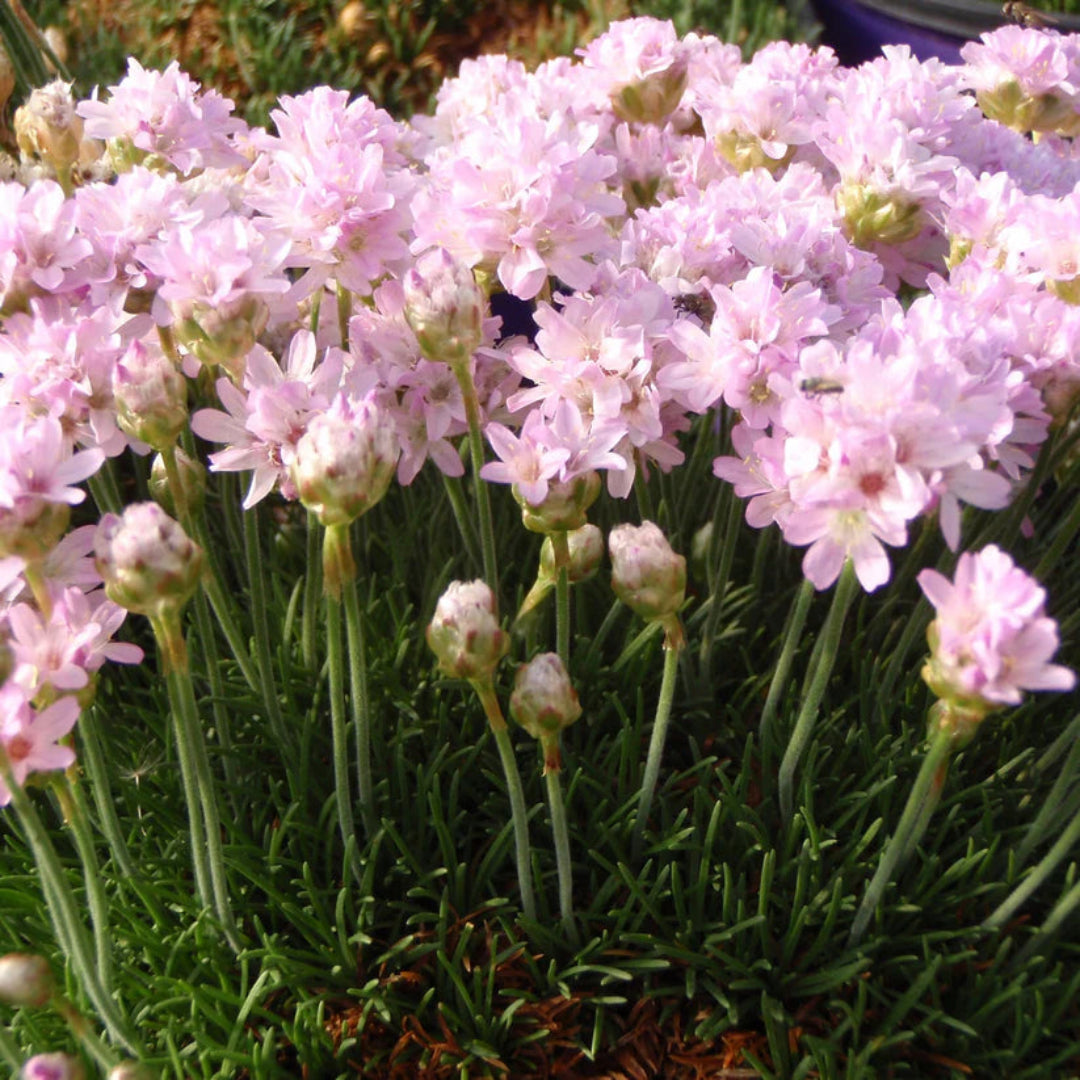 Armeria maritima &