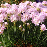 Armeria maritima 'Victor Reiter' Sea Thrift - [EG]