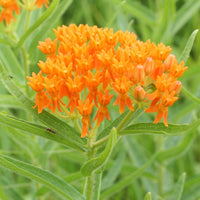 Asclepias tuberosa Butterfly Milkweed growing in full sun garden