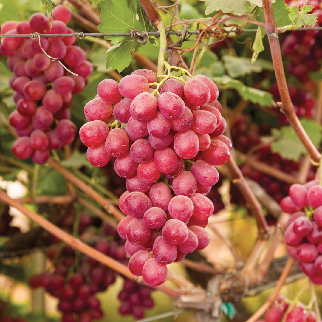 Canadice Red Seedless Grape