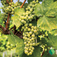 Lakemont Seedless Grape Vine