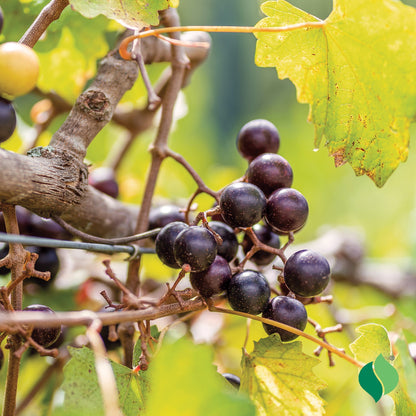 Cowart Muscadine Grape Vine