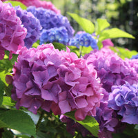 Merritts Supreme Hydrangea plant with lush green foliage and bright flowers