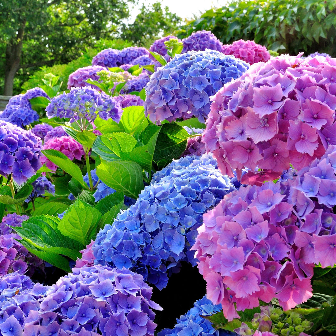 ①紫陽花とカタツムリ【Hydrangea*happiness】シーグラス Merritt's Supreme Hydrangea Pink & Blue Flowering Shrub for Yards