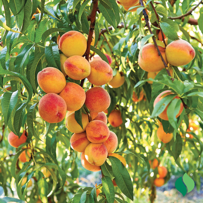Florida King Peach Tree
