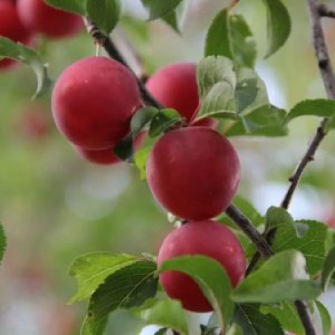 AU Rubrum Plum Tree