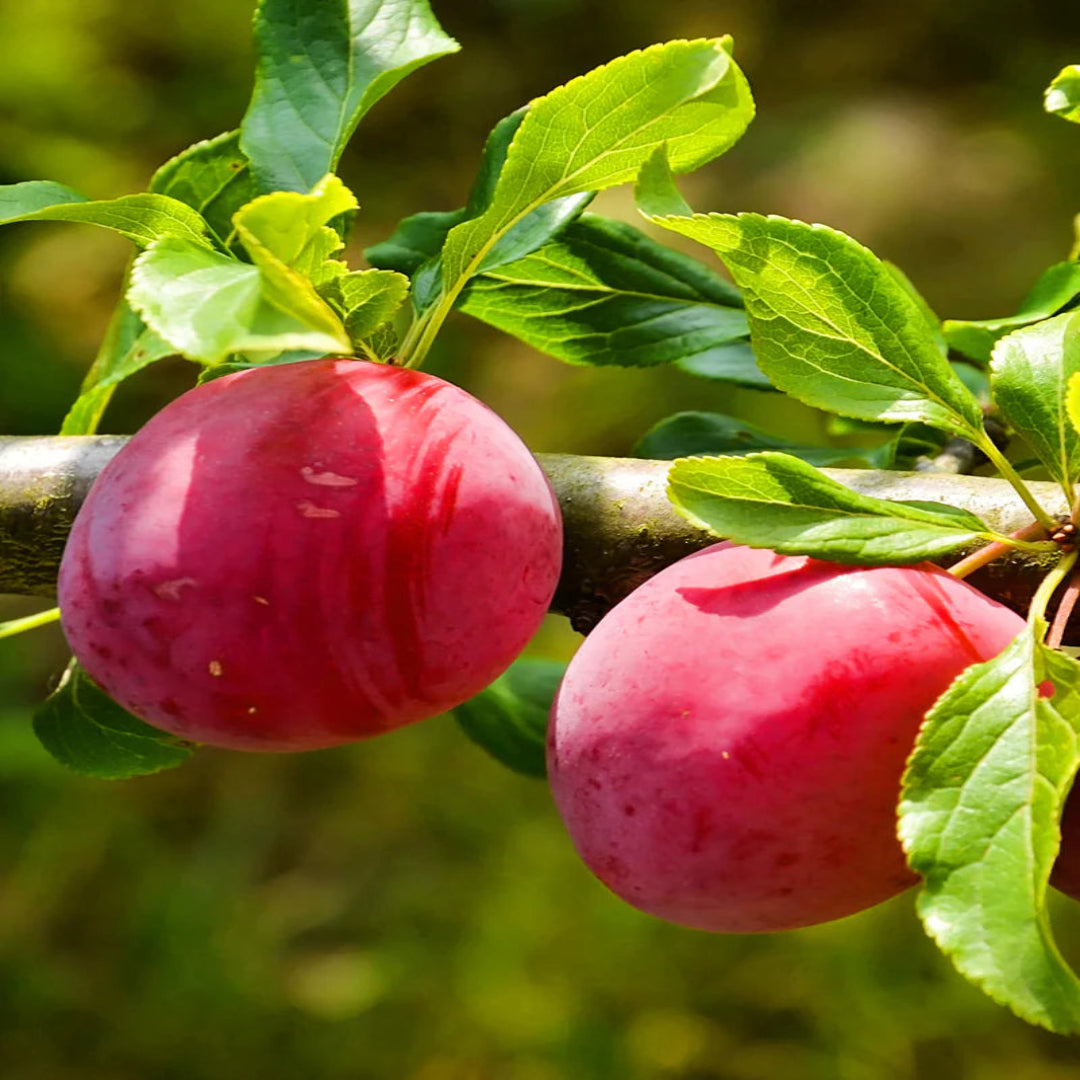 AU Rubrum Plum Tree