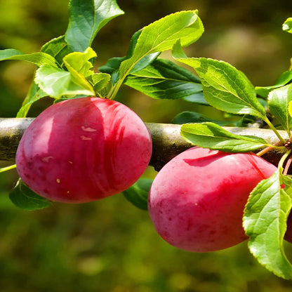 AU Rubrum Plum Tree