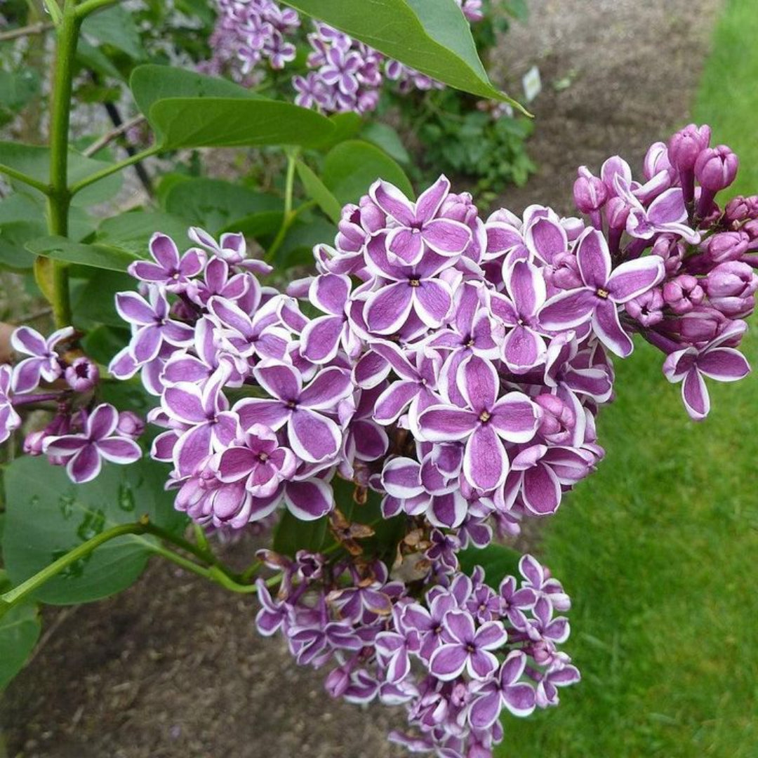 Sensation Bi-Color French Lilac – Syringa Vulgaris